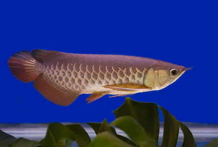 蓝色背景的亚洲Arowana