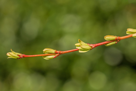 绿色植物芽