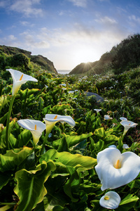 海岸上的百合花