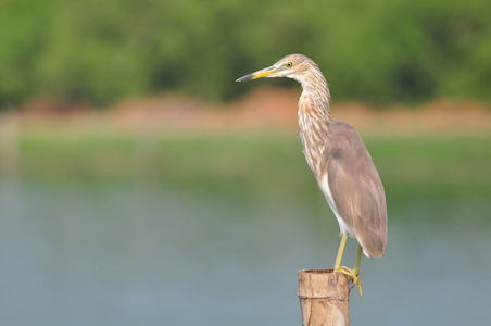 中国池塘鹭ArdeolaBacchus