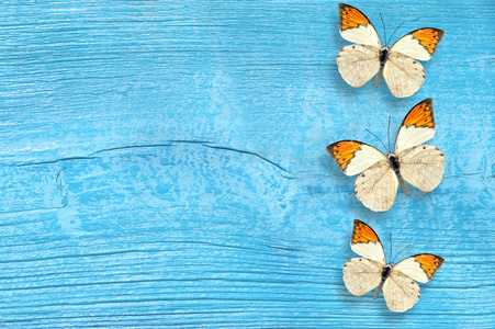 蓝色木制背景上的蝴蝶