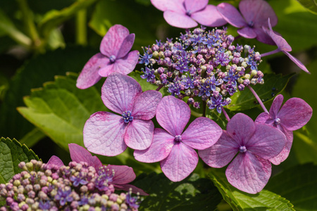 紫色的霍滕西亚花