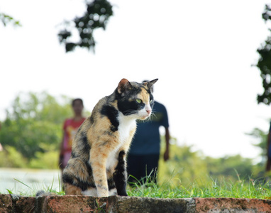 在寺庙里草地上的猫