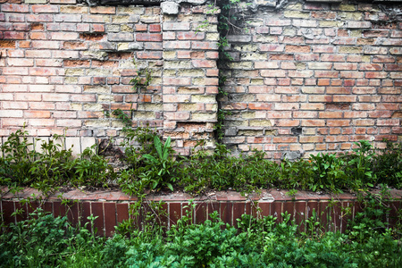 砖墙与绿草和常春藤