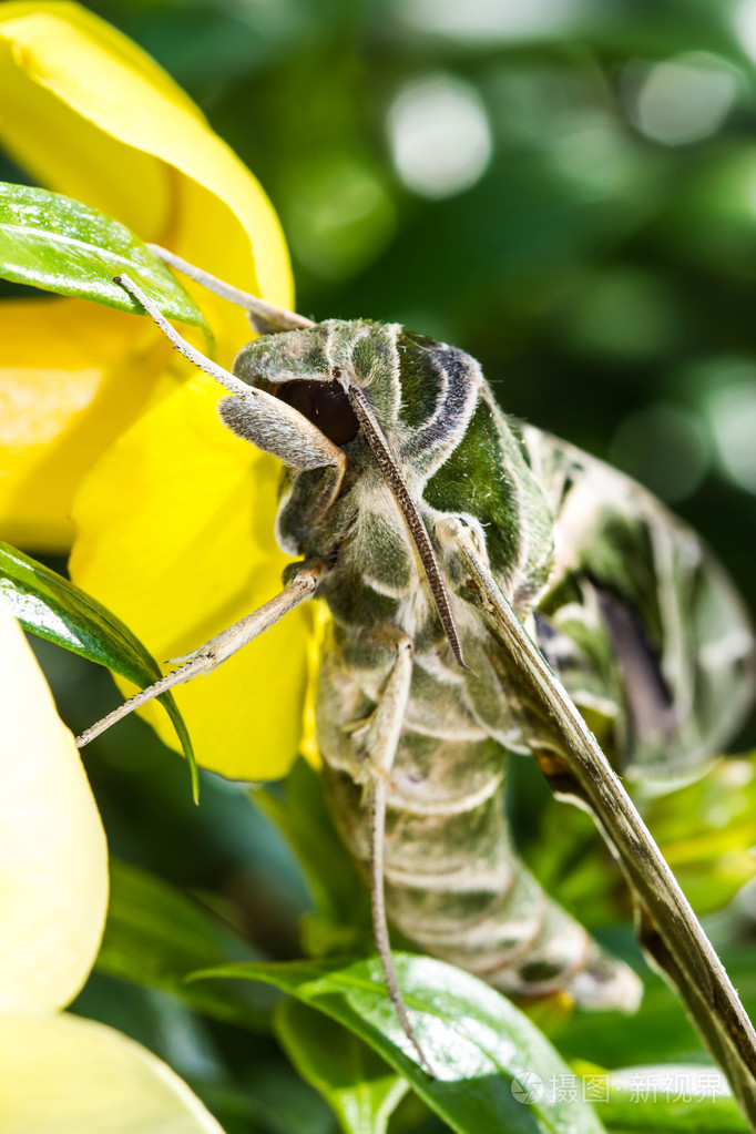 军绿蛾 (睥睨 nerii) 上花