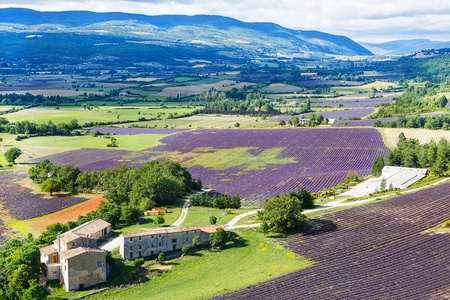 在普罗旺斯，法国的 valensole 附近的薰衣草田