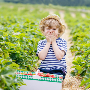 摘草莓农场，在户外的小小孩男孩