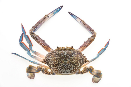 螃蟹生图片-螃蟹生素材-螃蟹生插画-摄图新视界