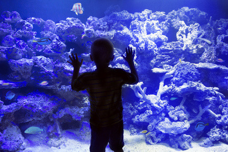 孩子看着鱼在水族馆图片