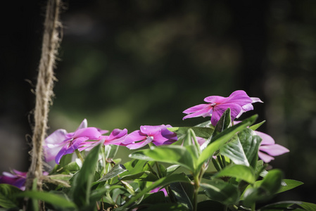 花挂锅