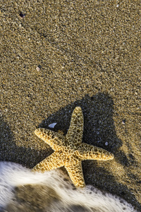 美丽的海滩与海星