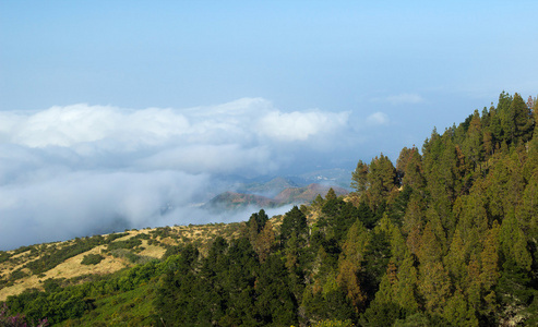 内陆的大加那利岛，查看在树顶朝云盖