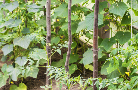 在温室里种植西红柿和黄瓜