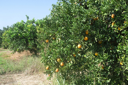 种植园里的橘子树。 农业树木。 希腊