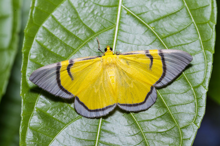 celerena叶片上悬挂的黄色斑蛾照片