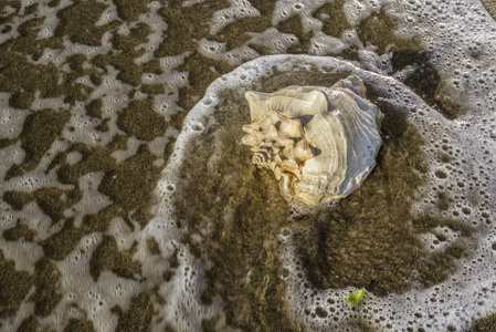 在阳光海滩上的贝壳