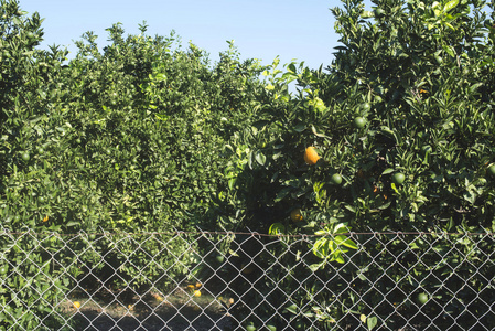 种植园和栅栏中的橙树
