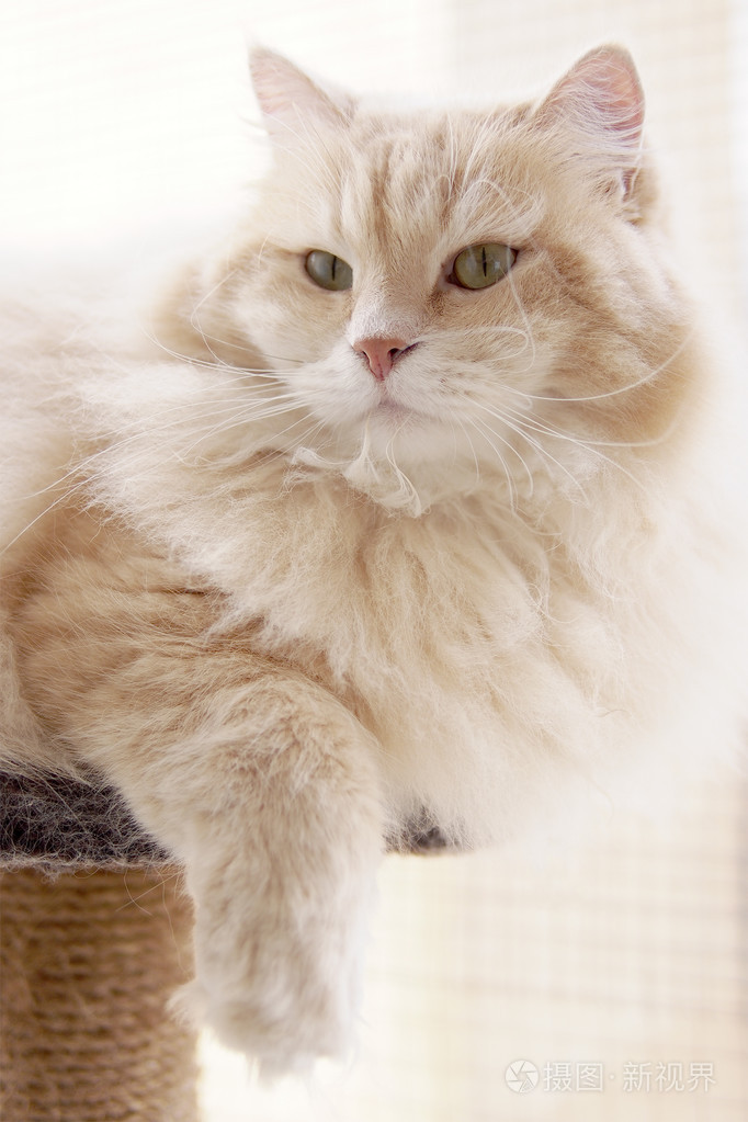 一只美丽的西伯利亚公猫