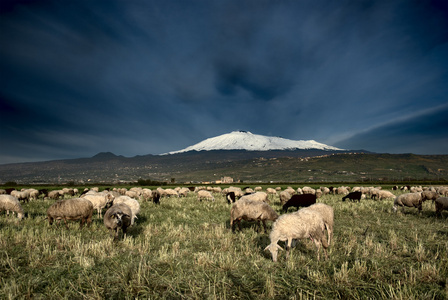 群羊放牧对背景埃特纳火山飘雪图片