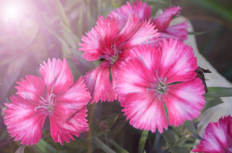 花园里的粉红色花捕获非常特写