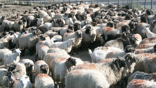 一群羊在阳光下休息的