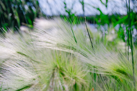 湖上的芦苇