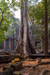 老树在吴哥窟柬埔寨
