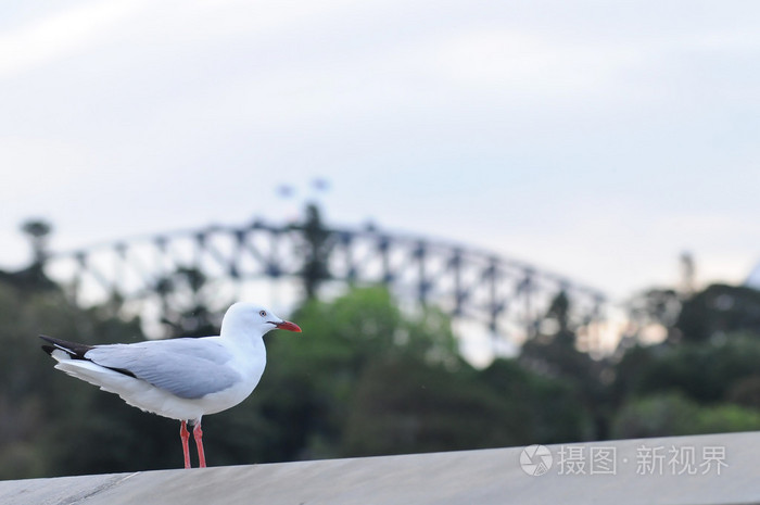 海鸥和悉尼海港大桥在晚上