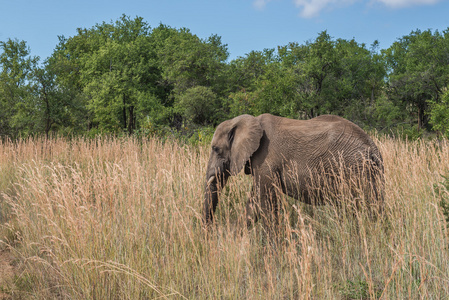 大象。兰斯堡国家公园。南非