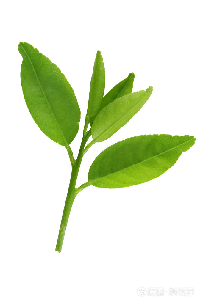 新鲜的绿色的树叶的年轻植物离体上白