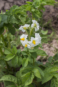 开花土豆