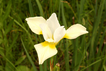 农村生活花园中的白色虹膜花选择性软焦点