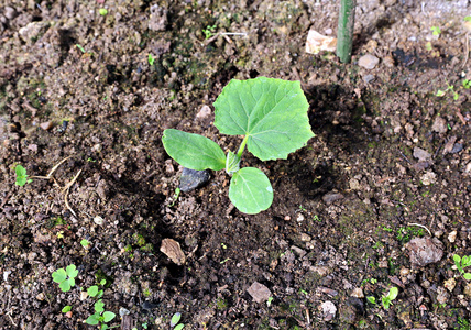 Gardenbad 在温室黄瓜植物