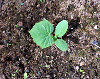 Gardenbad 在温室黄瓜植物