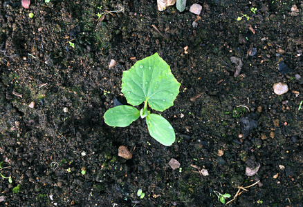 黄瓜植株上 gardenbad