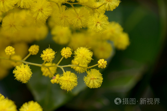 含羞草花