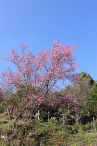 粉红色的樱花在泰国清迈的花园里的花