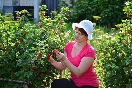 女人收获作物在花园里的红醋栗