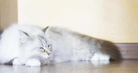 西伯利亚品种的嫩小猫, 白色
