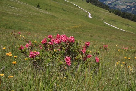 美丽的 Alpenrosen