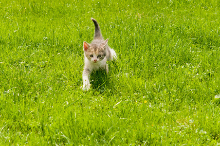 在草地上的猫