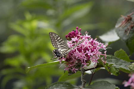 燕尾蝴蝶从花中吸花蜜