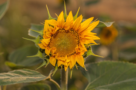 金葵花