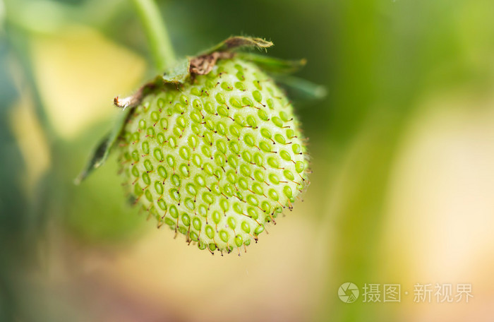 未成熟草莓在夏季花园