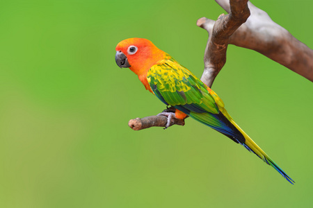 sun conure 鸟