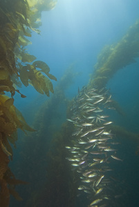 水下的加州海带森林和鱼