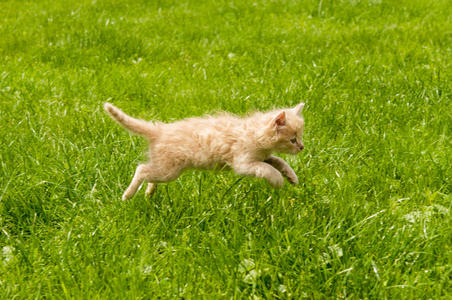 在草地上的猫