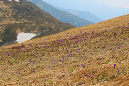 紫色番红花开花，背景是惊人的山泰