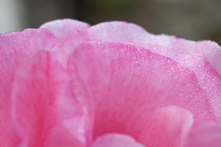 美丽的玫瑰花的花瓣