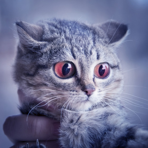 猫的眼睛长包图片